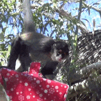 spider monkey opening a gift