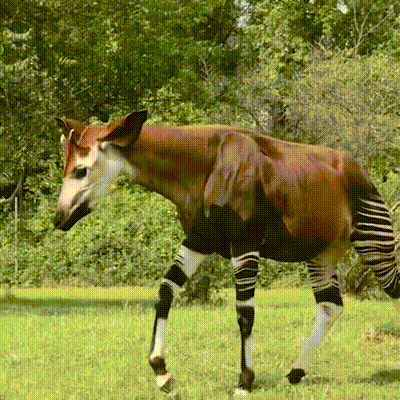 gif of an okapi