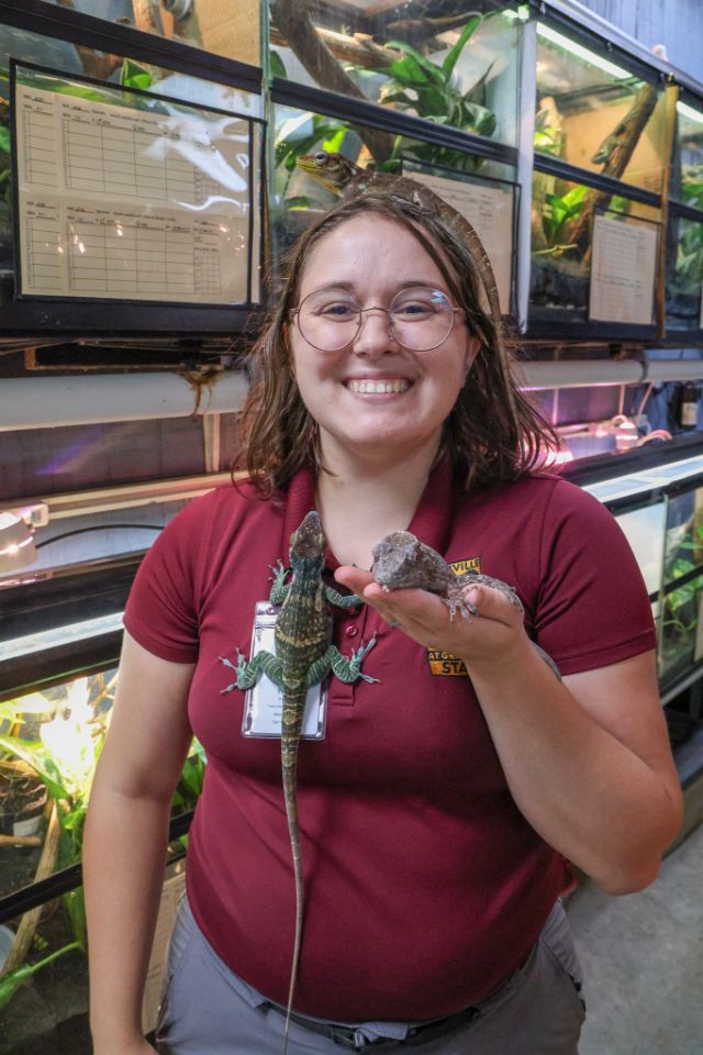 Holly Carneal, Herpetology Keeper, holding lizards