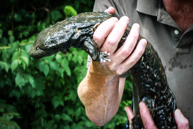 person holding Hellbender