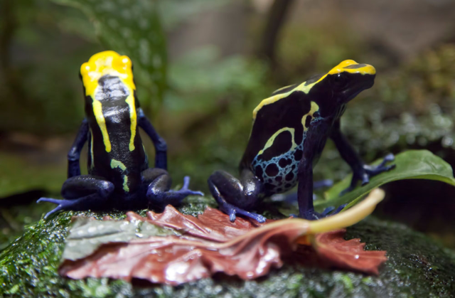 Two blue poison arrow frogs sitting on moss