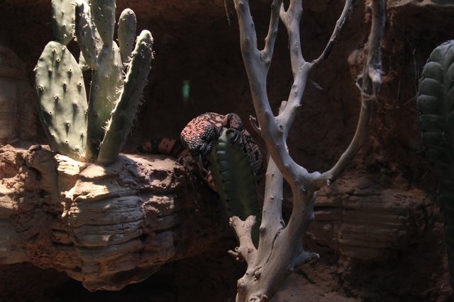 Gila monster on rocks