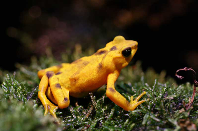 Panamanian golden frog sitting on moss