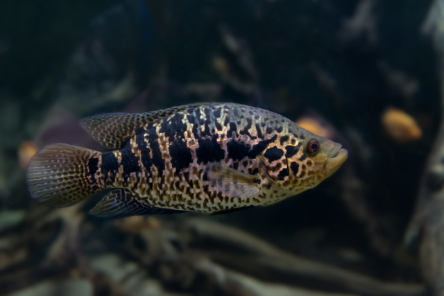 Jaguar cichlid swimming in water