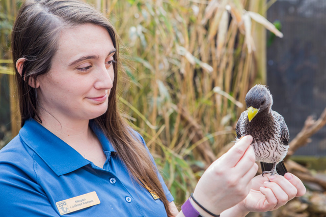 Megan Fox, Avian Keeper, holding a bird in her hands