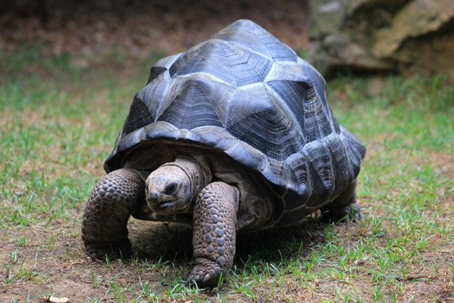 Aldabra tortoise walking on grass