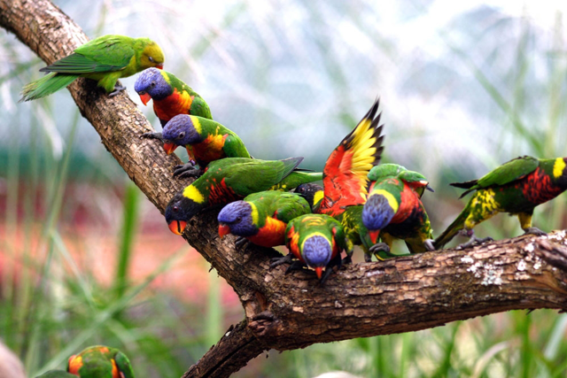 Lorikeets perched on a branch