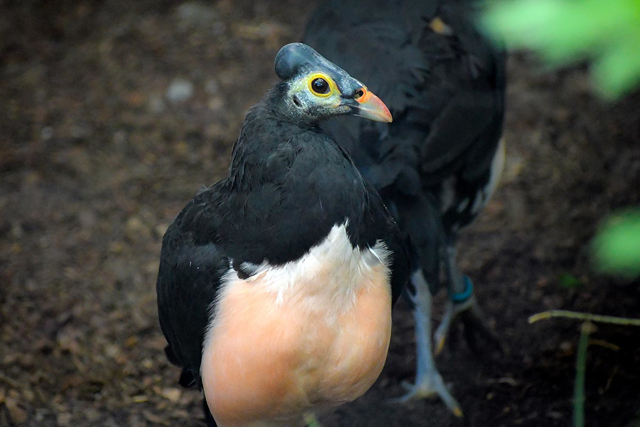 Maleo walking on the ground