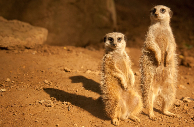 Two meerkats standing on the lookout