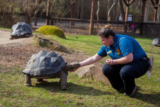 Katie Gregory, Herpetology Keeper, with a turtle