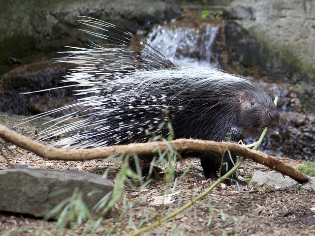 Cape porcupine gnawing on a branch