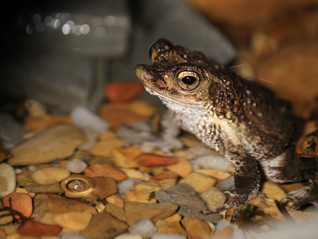 Puerto Rican crested on toad partially submerged in water