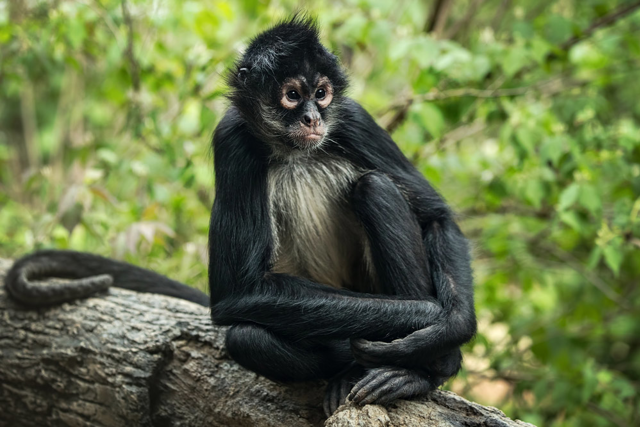 Mexican spider monkey sitting on a tree branch