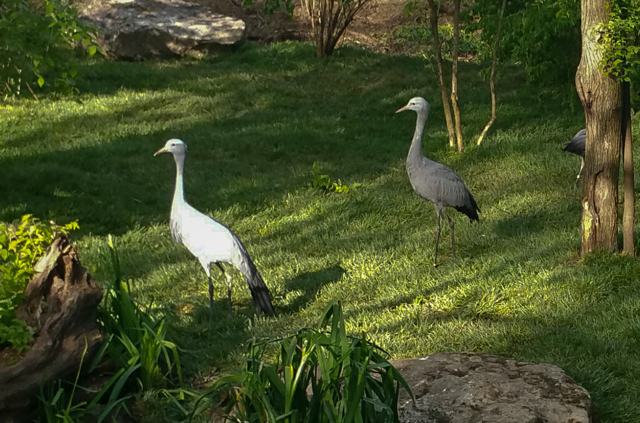 Two stanley cranes standing on grass