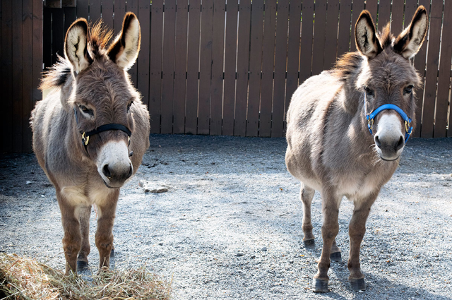 donkeys