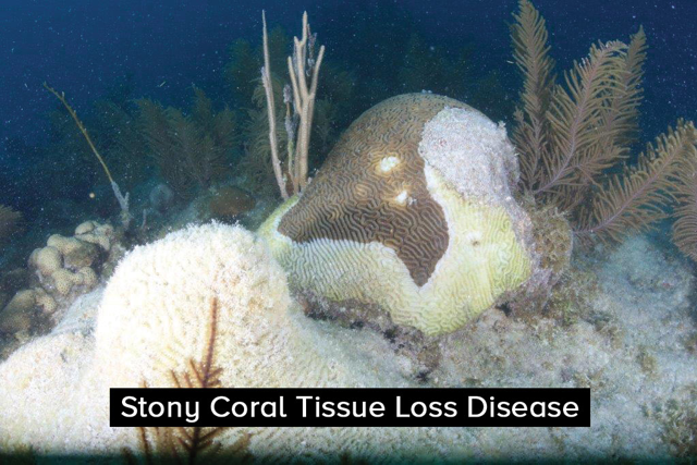 stony coral with disease