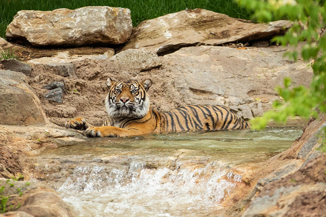 Sumatran tiger resting on a river's edge