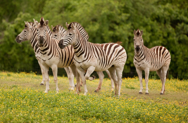 A herd of zebras standing in a field