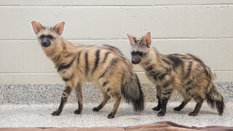 Aardwolf pups