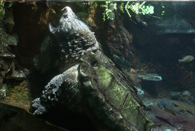 Alligator snapping turtle floating in water