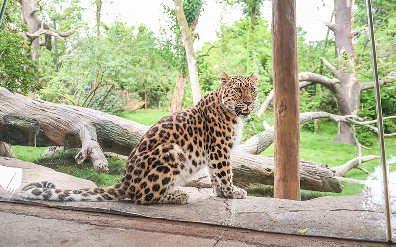 Amur Leopard