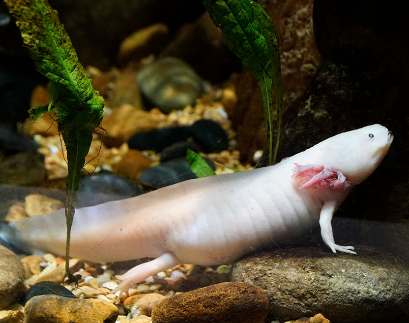 Axolotl floating in water