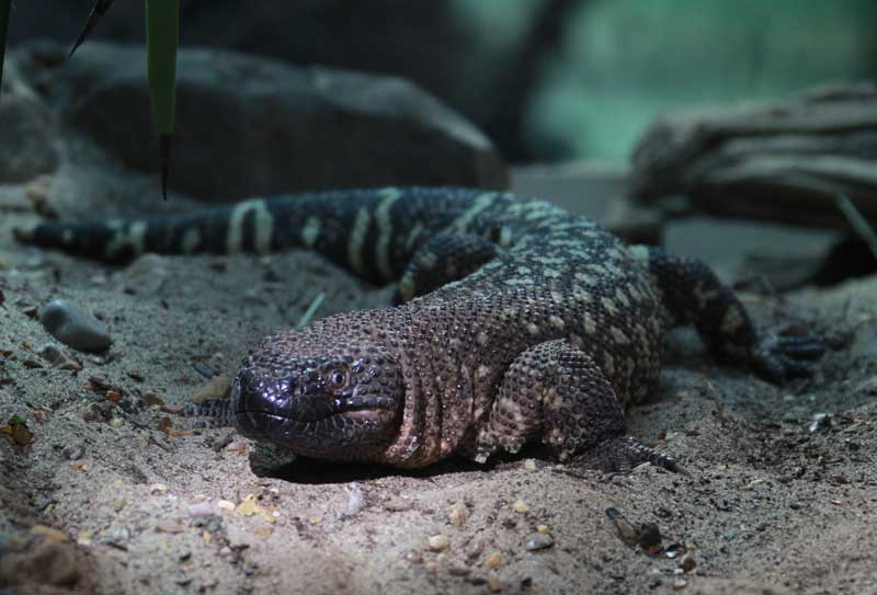 Mexican beaded lizard laying in sand
