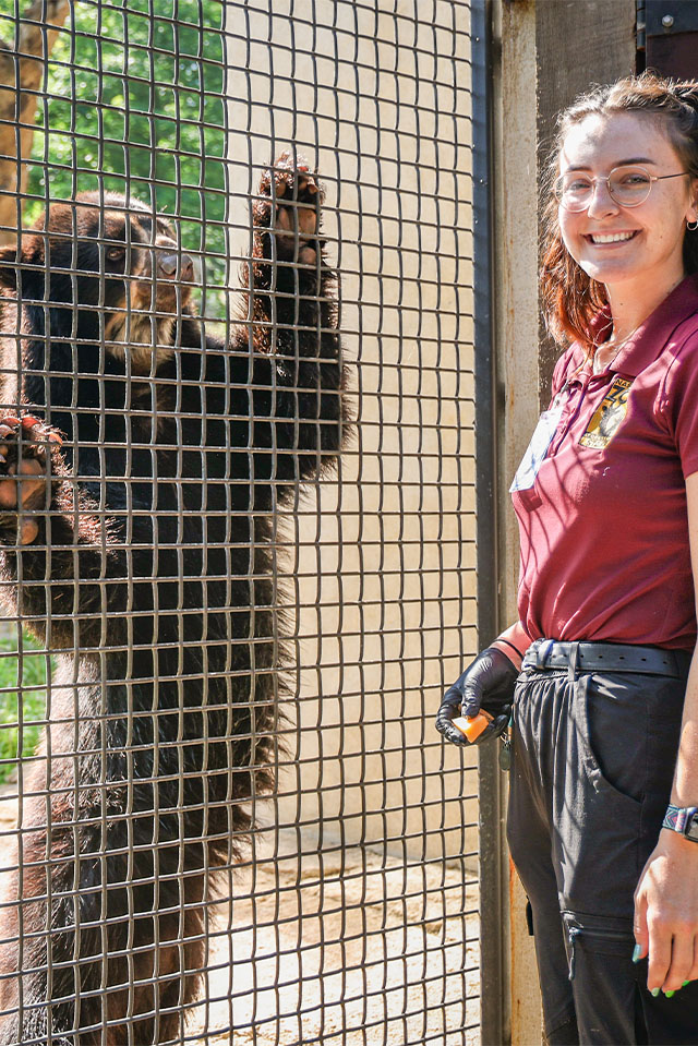Keeper feeding Andean bear through fencing