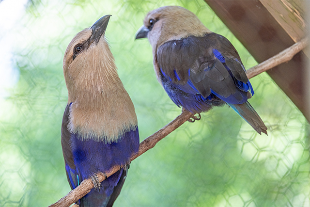 Two blue-bellied rollers perched on a branch