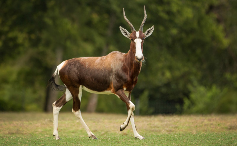 Bontebok standing in a field