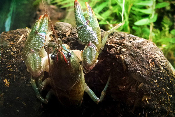 Cavespring crayfish