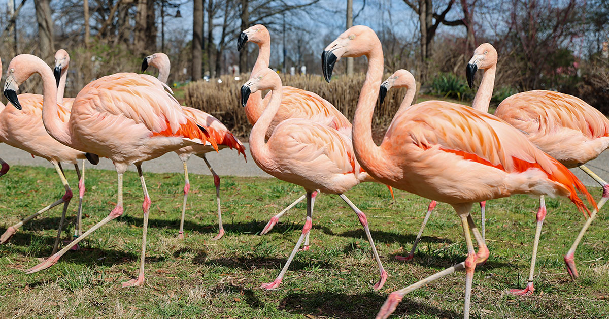 Chilean flamingos walking on grass