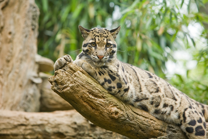 Clouded Leopard