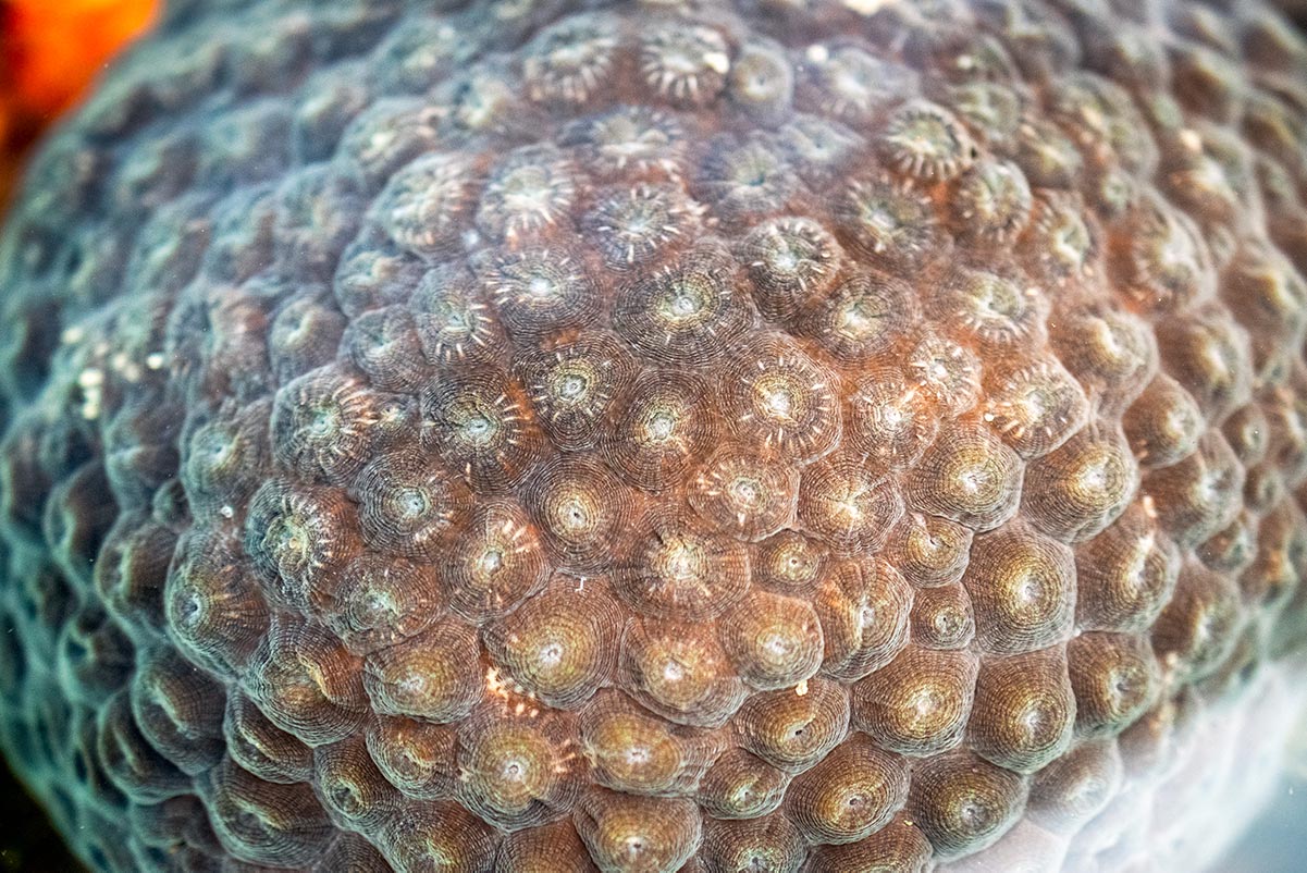 closeup of coral