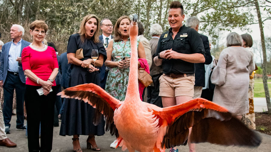 Flamingo Encounter at Nashville Zoo