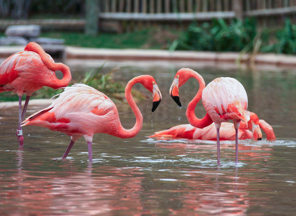 Flamingos in a lagoon