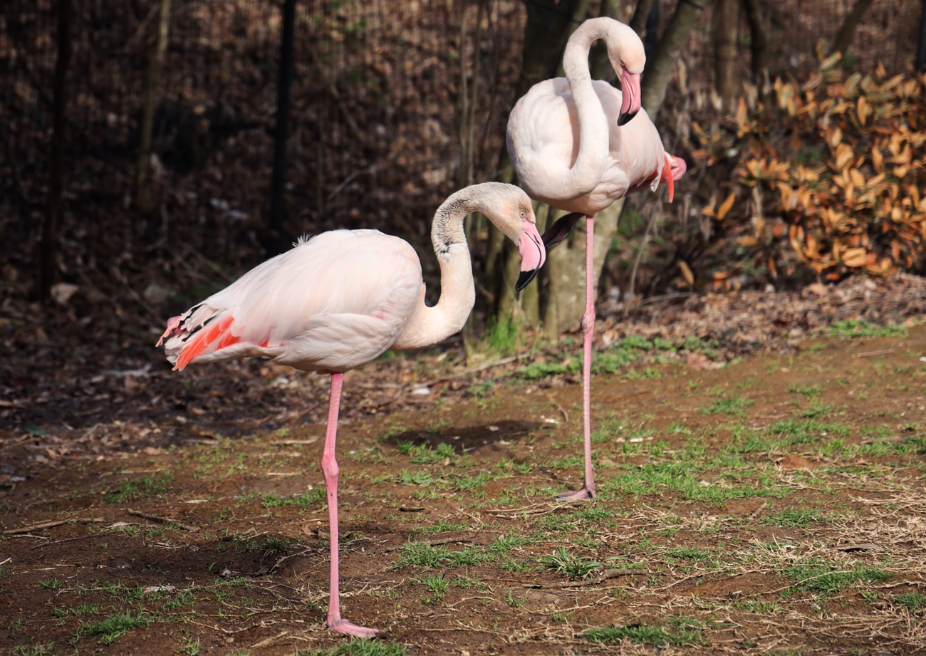 Two greater flamingos standing on grass