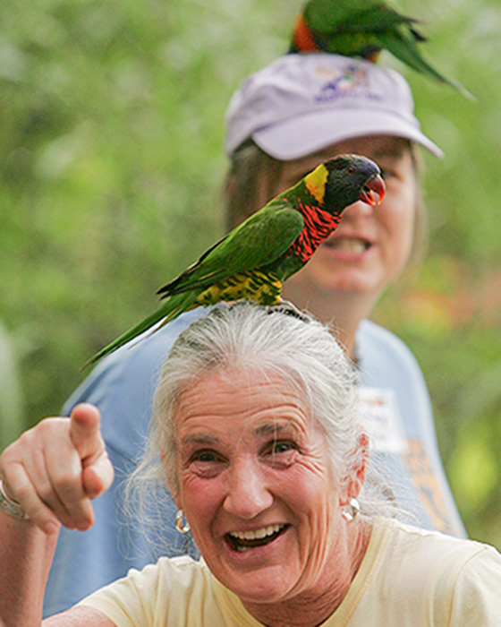 Lorikeet Landing at Nashville Zoo