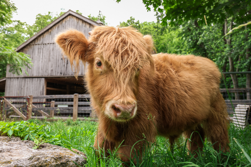 Hamish the Highland Cow