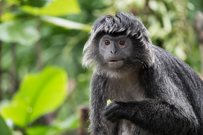 Javan Langur