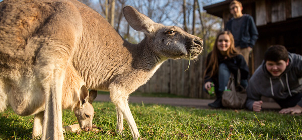 Kangaroo at Nashville Zoo