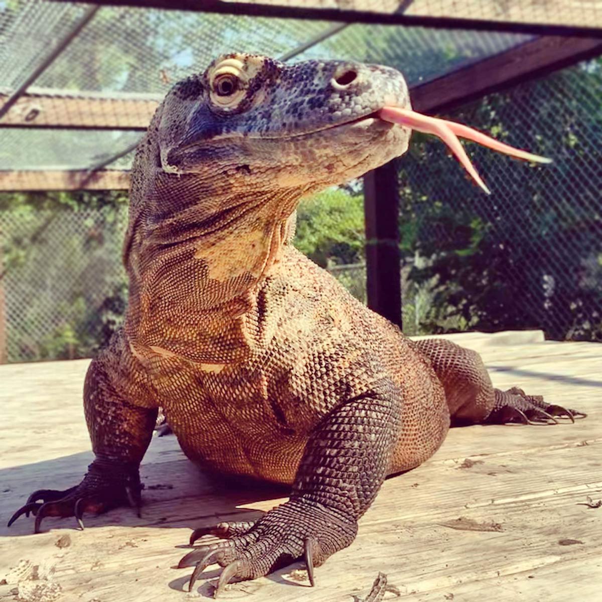 komodo dragon