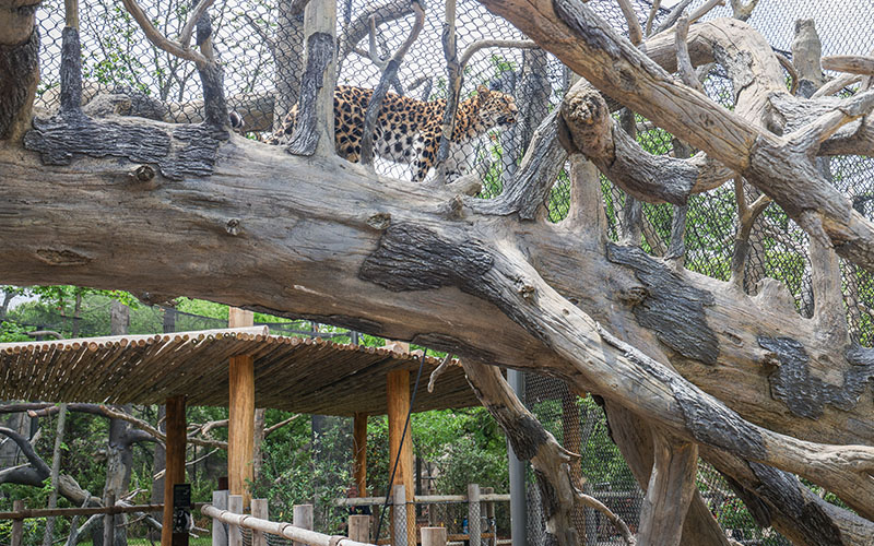 Leopard Forest Overhead Bridge