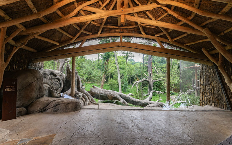 Amur Leopard Indoor Viewing