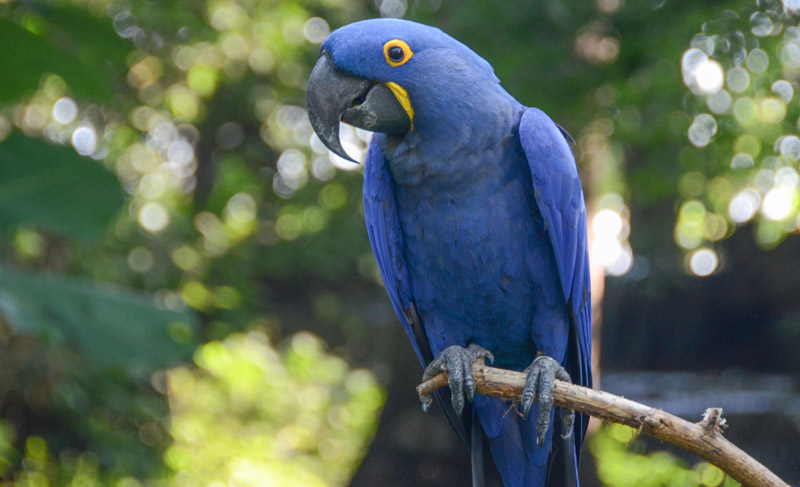 Hyacinth macaw perched on a branch