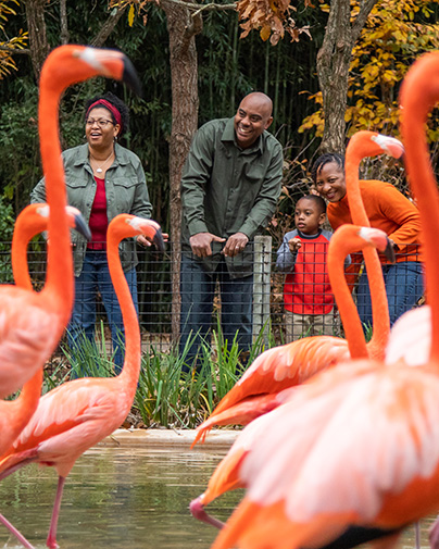 Flamingos at Nashville Zoo