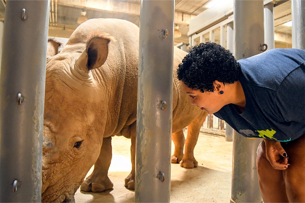 zookeeper with a rhino