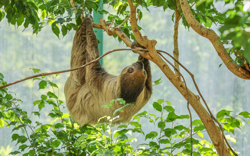 Two-toed sloth and its baby hanging upside down from a branch