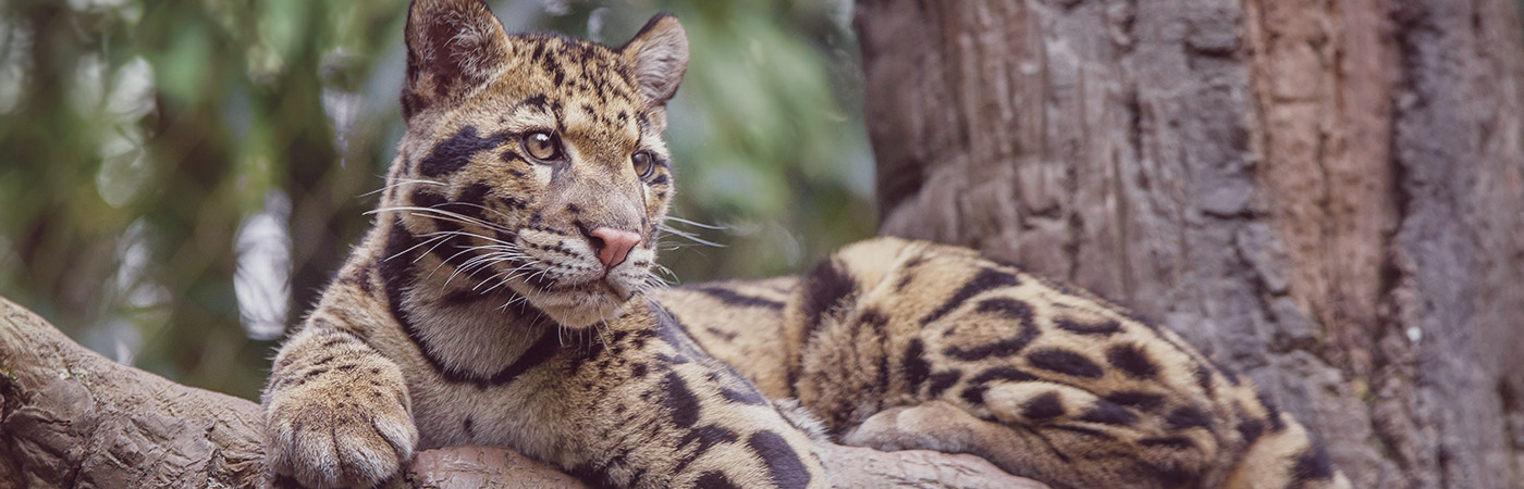 leopard laying on a tree
