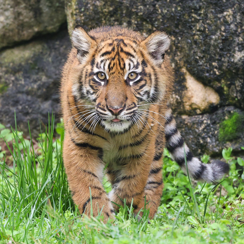 Sumatran tiger cub